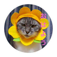 [LINEスタンプ] まるきん♡