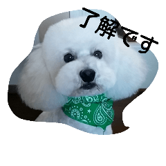 [LINEスタンプ] siroiinu
