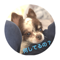 [LINEスタンプ] ヨーク＆マミィ
