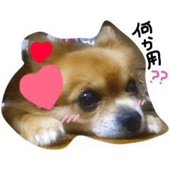 [LINEスタンプ] クウちゃんとソラくん