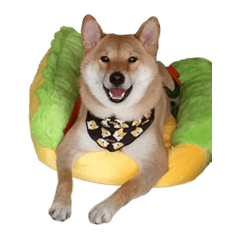 [LINEスタンプ] enjoy with sunny dog sticker