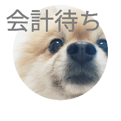 [LINEスタンプ] 表情豊かなポメちゃんスタンプ4（病院編）