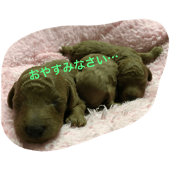 [LINEスタンプ] わんちゃんと一緒