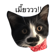 [LINEスタンプ] crazycat Lupang