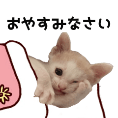 [LINEスタンプ] 動く！リアルむぎ(猫)