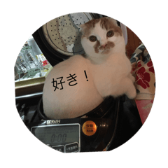 [LINEスタンプ] cat cat cat4