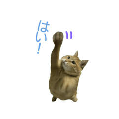 [LINEスタンプ] 猫の言葉MAX ver.2