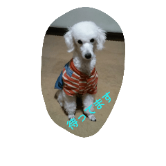 [LINEスタンプ] 犬を愛する家族です