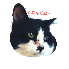 [LINEスタンプ] hamachoga.