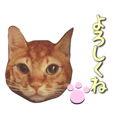 [LINEスタンプ] まいバージョン