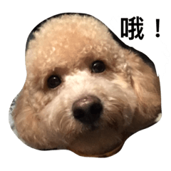 [LINEスタンプ] cute dog gai gai