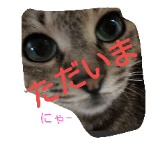 [LINEスタンプ] 猫吹きだし