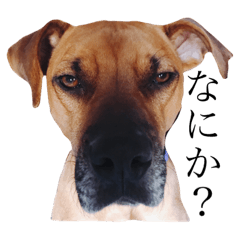 [LINEスタンプ] つんつんあにまる