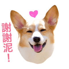 [LINEスタンプ] Corgi Ka-ne's murmuring