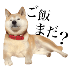 [LINEスタンプ] 伊藤さんちの柴犬