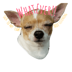 [LINEスタンプ] Miss Janko : Being fabulous Chihuahua