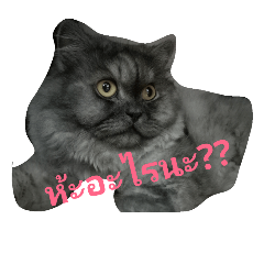 [LINEスタンプ] Fussy Cat