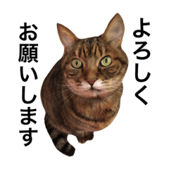 [LINEスタンプ] 石の上にも3年寝タロー2