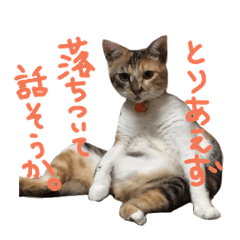 [LINEスタンプ] ウチの猫。。。