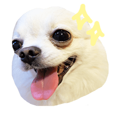 [LINEスタンプ] Chihuahua Doggy Dude