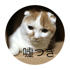 [LINEスタンプ] cat cat cat cat！