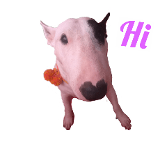 [LINEスタンプ] taohu bull terrier