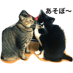 [LINEスタンプ] tj.cat