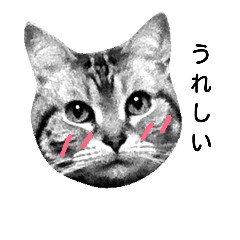 [LINEスタンプ] 猫のモモちゃん2【挨拶】の画像（メイン）