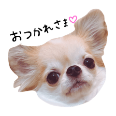 [LINEスタンプ] チワワのりん ちび太