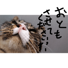 [LINEスタンプ] うちのしゅうくん2