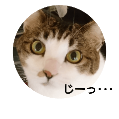 [LINEスタンプ] にゃーごスタンプ3