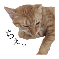 [LINEスタンプ] かろんすたんぷ。 （猫）