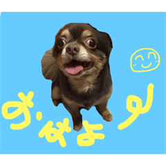 [LINEスタンプ] 癒され動物