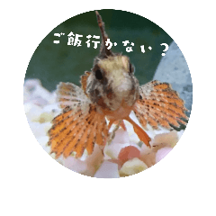 [LINEスタンプ] ハオコゼ君の日常