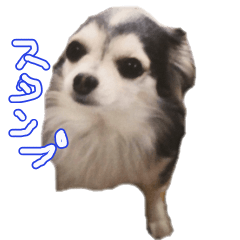 [LINEスタンプ] うちの愛犬モコです！！