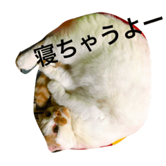 [LINEスタンプ] cat cat cat kotachan