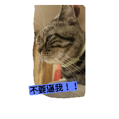 [LINEスタンプ] cute cat brothers