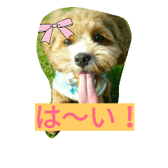 [LINEスタンプ] 心晴咲