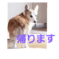 [LINEスタンプ] コーギー犬スモモの日常 2