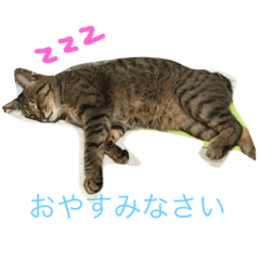 [LINEスタンプ] 猫...