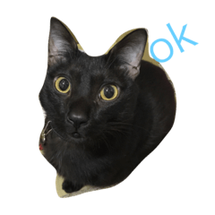 [LINEスタンプ] 黒い猫家