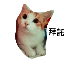 [LINEスタンプ] Funny Cat's Daily Life~