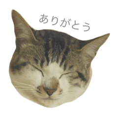 [LINEスタンプ] ねこの名は「ふう」