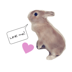 [LINEスタンプ] うさぎのメロディー！