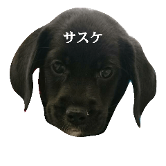 [LINEスタンプ] 真っ黒サスケ