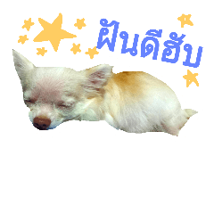 [LINEスタンプ] gucci little dog