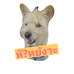 [LINEスタンプ] Massey funny dog