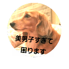 [LINEスタンプ] スタジオ犬アルちゃんの日常です