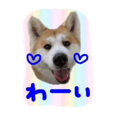 [LINEスタンプ] 秋田犬とまとfamily⑤