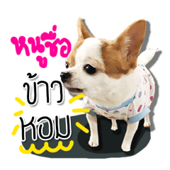 [LINEスタンプ] kaow-hom Chihuahua dog